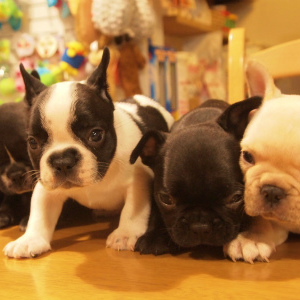 トリミングのご予約について