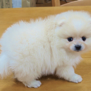 トリミング料金改定!2017年