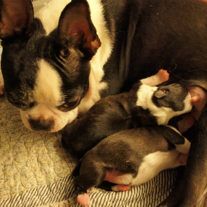 ボストンテリア出産情報