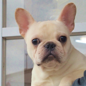 交配犬ページ更新いたしました。