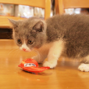 人気上昇中☆彡子猫ちゃん入店です!!