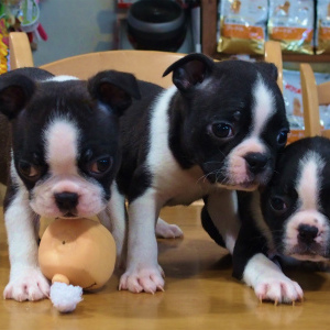 春爛漫、鼻ぺちゃ(犬)だらけ