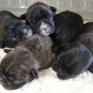 フレンチブルドッグ・子犬5匹兄妹・出産