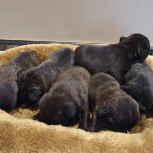 フレンチブルドッグ・子犬産まれています。