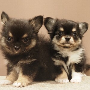 2026年明けましておめでとうございます!