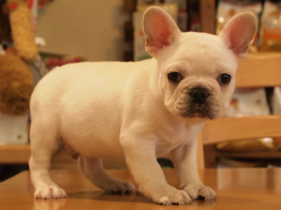 愛知県のフレンチブルドッグ子犬販売中 名古屋のブリーダー