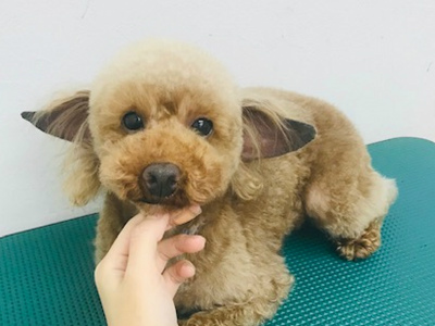 ヘンリー①.jpg