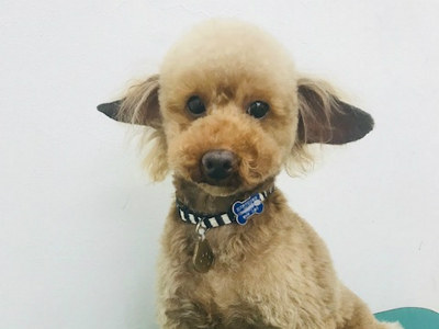 ヘンリー②.jpg