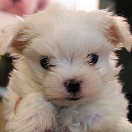 マルチーズ(0883)子犬愛知県