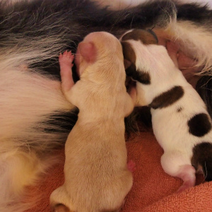 チワワ・ロングコート(1045)愛知県名古屋市子犬