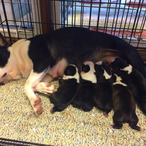 ボストンテリア(1055)子犬出産愛知県日進市