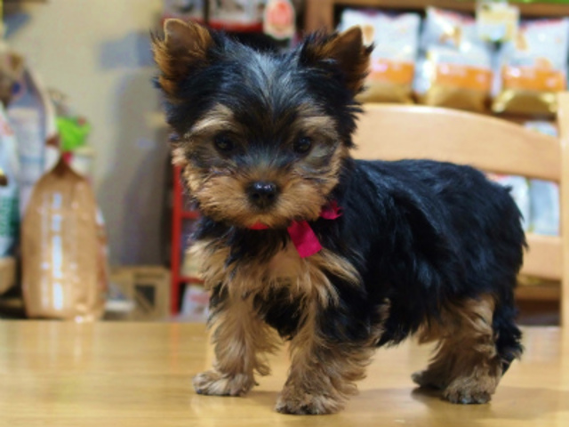 ヨークシャーテリア子犬専門店ペッツファン愛知県名古屋市 ヨーキーのブリーダーペッツファン