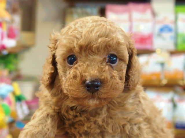 トイプードル子犬販売アプリコット 愛知県名古屋市日進市のブリーダー