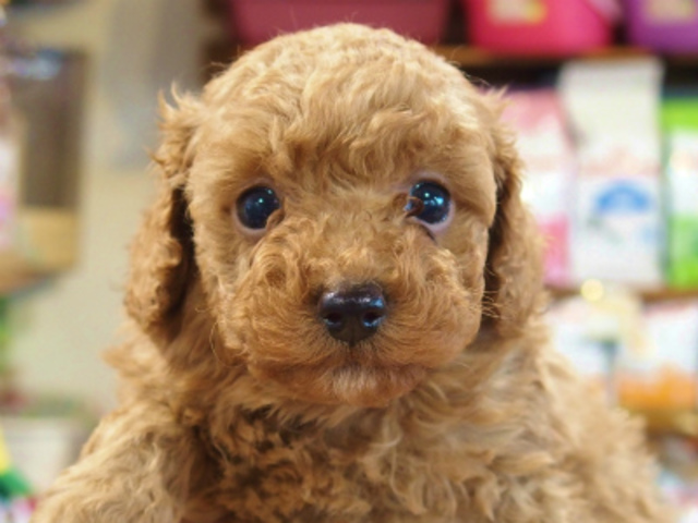 トイプードル子犬販売アプリコット 愛知県名古屋市日進市のブリーダー