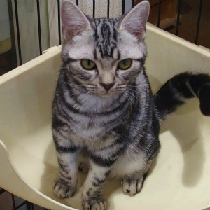 アメリカン・ショートヘア(1070)愛知県子猫
