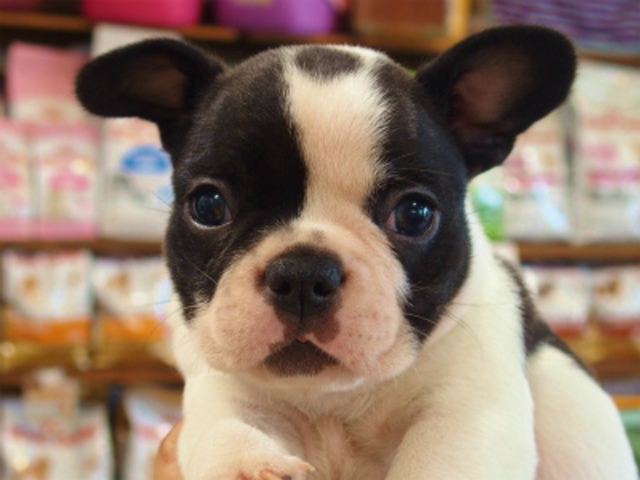 愛知県でパイドのフレンチブルドッグ子犬販売 ブリーダー名古屋市