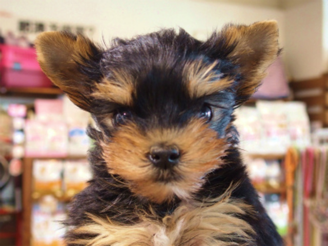 ヨークシャーテリア子犬専門店ペッツファン愛知県名古屋市 ヨーキーのブリーダーペッツファン