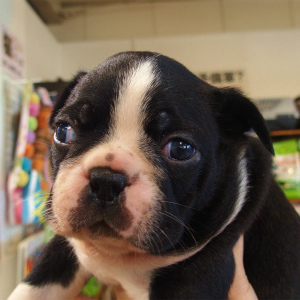 ボストンテリア(1130)子犬｜愛知県ブリーダーの店