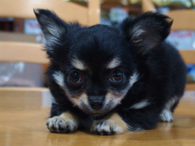 チワワ子犬販売 愛知県名古屋市日進市のかわいいチワワ