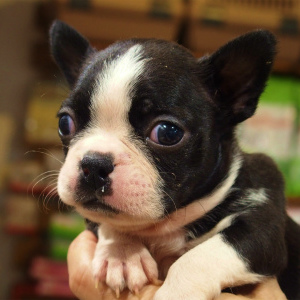 ボストンテリア(1190)子犬出産｜日進市香久山ペットショップ