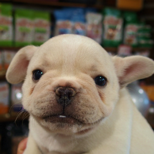 フレンチブルドッグ(1205)子犬｜ブリーダー名古屋市クリーム