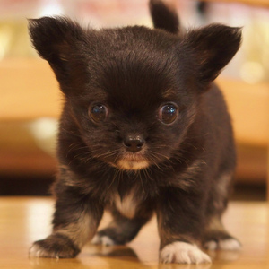 チワワ(1229)ブラックタン|令和元年生まれ!ブリーダー子犬愛知