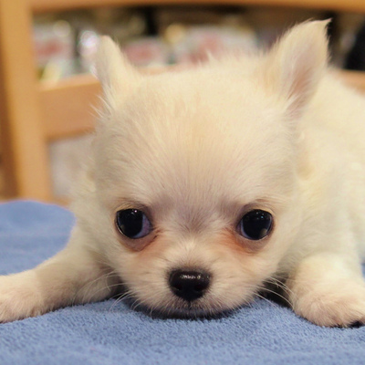 令和生まれ!チワワの子犬出産！ブリーダー(名古屋市)販売(愛知県 