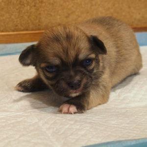 チワワ(1295)子犬ロングコート|レッド日進市のブリーダー