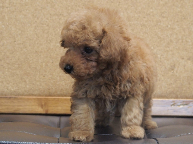 トイプードル子犬販売レッド|愛知県名古屋市日進市のブリーダー