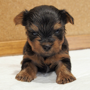 ヨークシャーテリア(1350)子犬|ブリーダー愛知県日進市ペッツファン