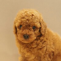 トイプードル