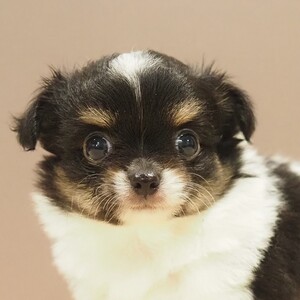 チワワ(1666)ｳﾘ|ホワイト&ブラックタン|子犬愛知県チワワブリーダー|子犬販売