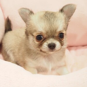 チワワ(1664)ﾁｸﾜ|レッド・フォーン|子犬愛知県チワワブリーダー|子犬販売