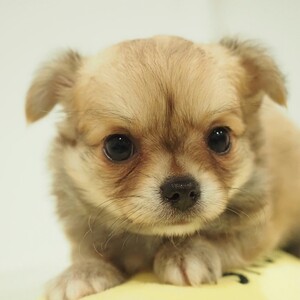 チワワ(1662)ﾁｸﾜ|レッド・フォーン|子犬愛知県チワワブリーダー|子犬販売