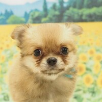 ご予約受付中
