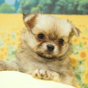 チワワ(1665)ﾁｸﾜ|レッド・フォーン|子犬愛知県チワワブリーダー|子犬販売