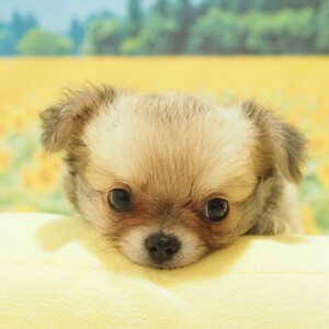 チワワ(1663)ﾁｸﾜ|レッド・フォーン|子犬愛知県チワワブリーダー|子犬販売