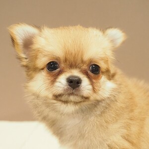 チワワ(1661)ﾁｸﾜ|レッド・フォーン|子犬愛知県チワワブリーダー|子犬販売