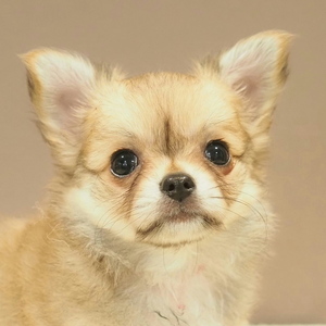 チワワ(1662)ﾁｸﾜ|レッド・フォーン|子犬愛知県チワワブリーダー|子犬販売