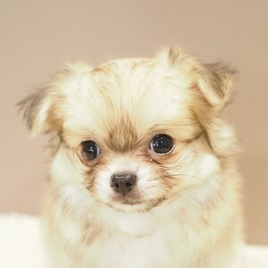 チワワ(1665)ﾁｸﾜ|レッド|子犬愛知県チワワブリーダー|子犬販売|フォーン