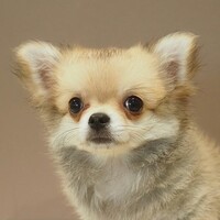 チワワ