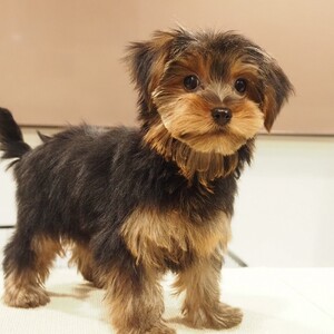 ヨークシャーテリア(1676)ﾆｱ/子犬出産|ヨーキーブリーダー愛知県日進市ペッツファン