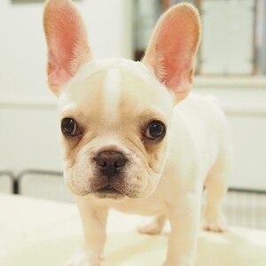 フレンチブル