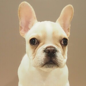 フレンチブル