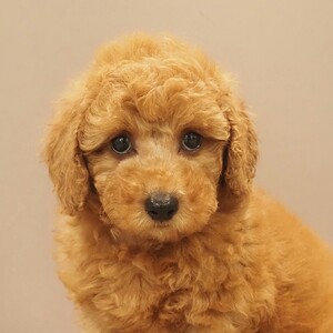 トイプードル(1683)ﾏｶﾛﾝ/子犬出産/レッド/ブリーダー愛知県日進市ペッツファン