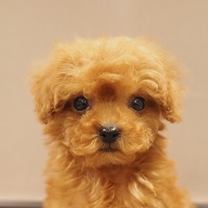 トイプードル(1684)ﾏｶﾛﾝ/子犬出産/ティーカップサイズ/レッド/ブリーダー愛知県日進市ペッツファン