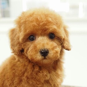 トイプードル(1688)ﾘｯﾌﾟ/タイニー/子犬出産/レッド/ブリーダー愛知県日進市ペッツファン