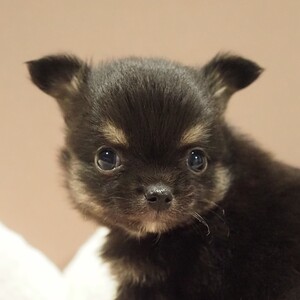 チワワ(1689)ｾﾘ|ブラックタン|子犬愛知県チワワブリーダー|子犬販売