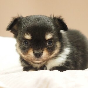 チワワ(1690)ｾﾘ|ブラックタン&ホワイト|子犬愛知県チワワブリーダー|子犬販売