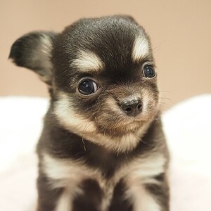 チワワ(1691)ｾﾘ|ブラッククリーム|子犬愛知県チワワブリーダー|子犬販売